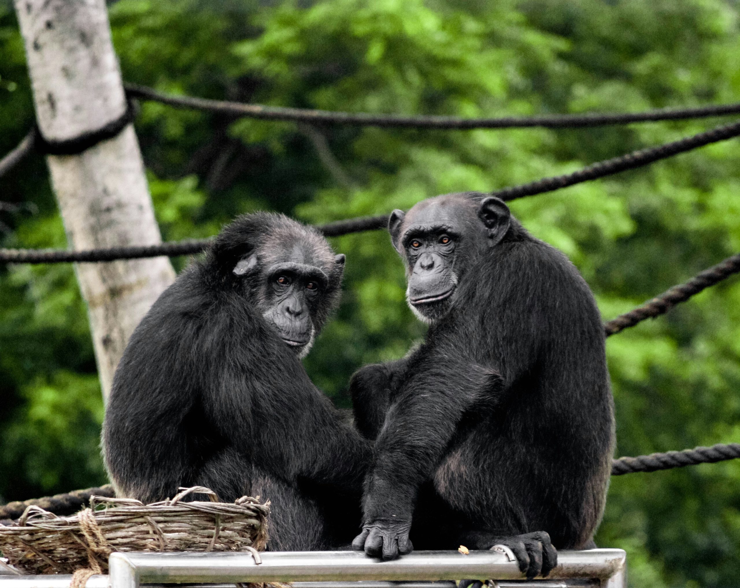 Do chimpanzees converse? - Mapping Ignorance