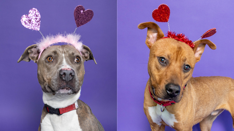 Fall In Love This Valentine’s Day As Broward County Animal Care Brings Back “Plenty Of Pets” Adoption Promotion - Margate Talk