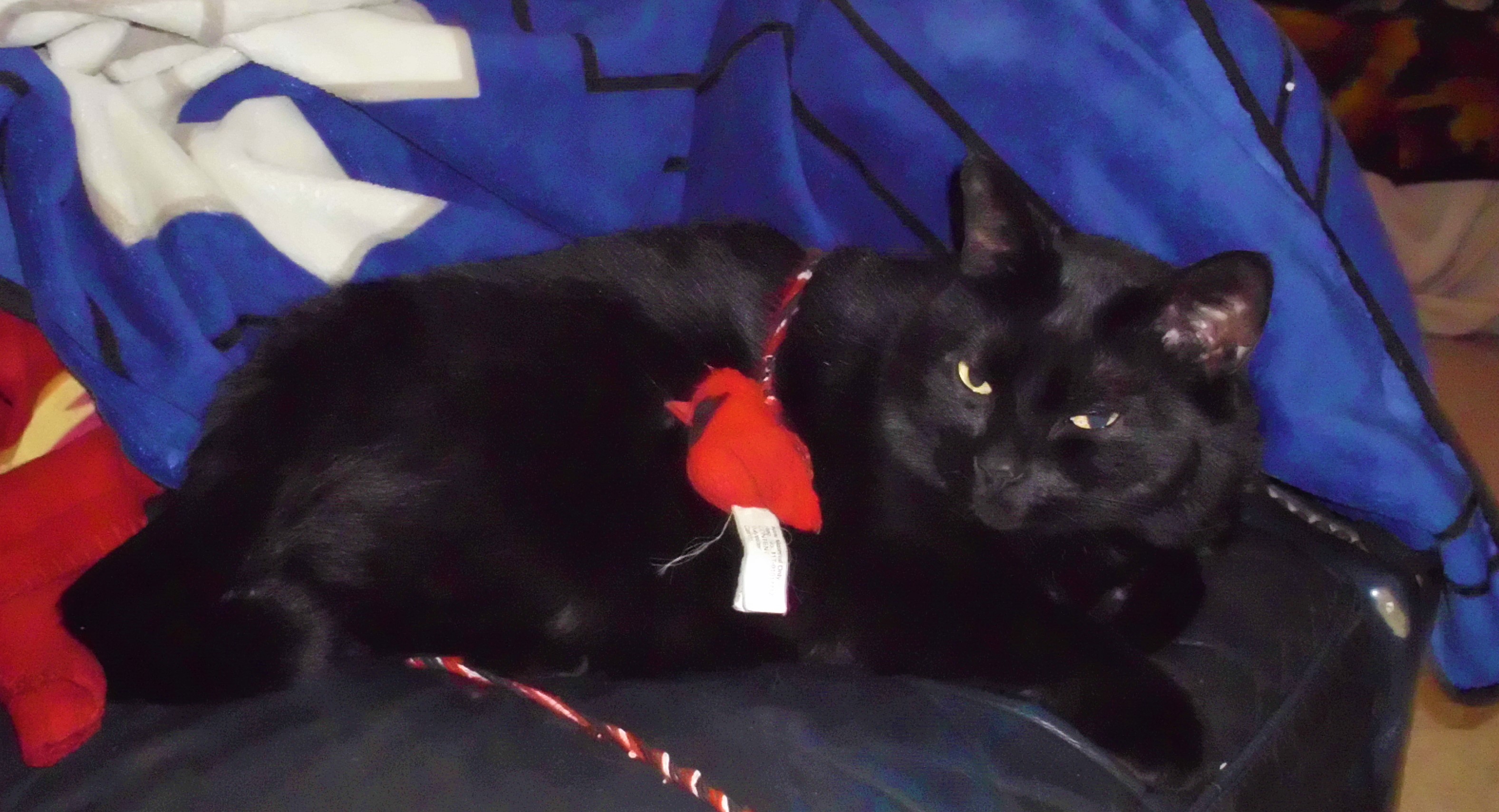 Fiction & Felines! – Matt The Catania