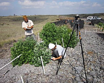 Native plant firebreaks may be a tool to control wildfires - Maui Invasive Species Committee (MISC)