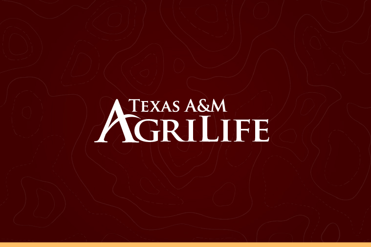 AgriLife Extension agent receives cattle association’s top beef award - AgriLife Today