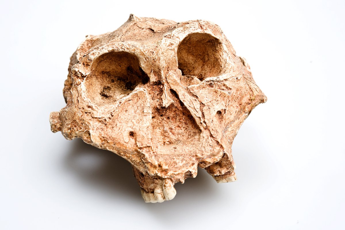 About Human Evolution - The Australian Museum