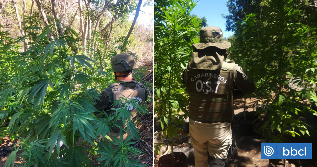 Decomisan más de 3 mil plantas de marihuana en Petorca: también hallaron droga procesada y municiones | Nacional | BioBioChile