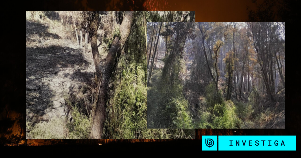 Las dudas detrás del megaincendio en el Bío Bío: un "chivo expiatorio" y tres informes preliminares | bbcl_investiga | BioBioChile