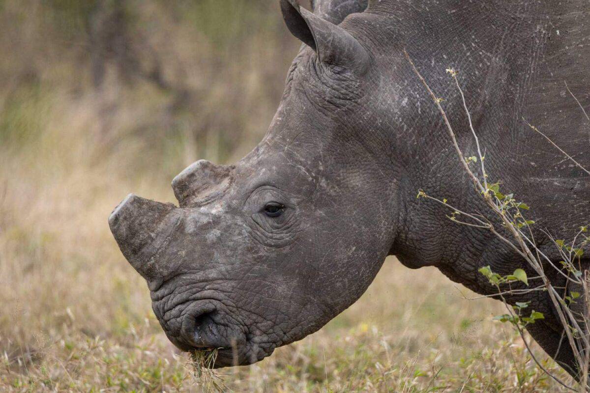 Court rules in favour of ethical rhino horn trade for conservation | The Citizen