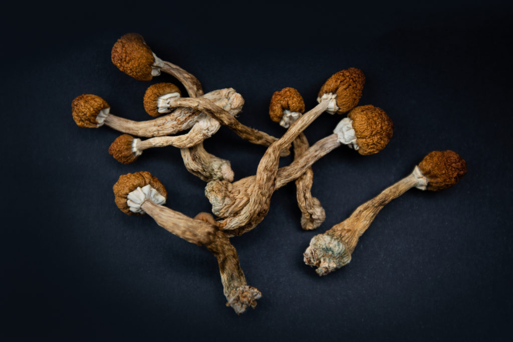 State-regulated Psychedelic Therapy Program Set to Launch in Colorado in 2025