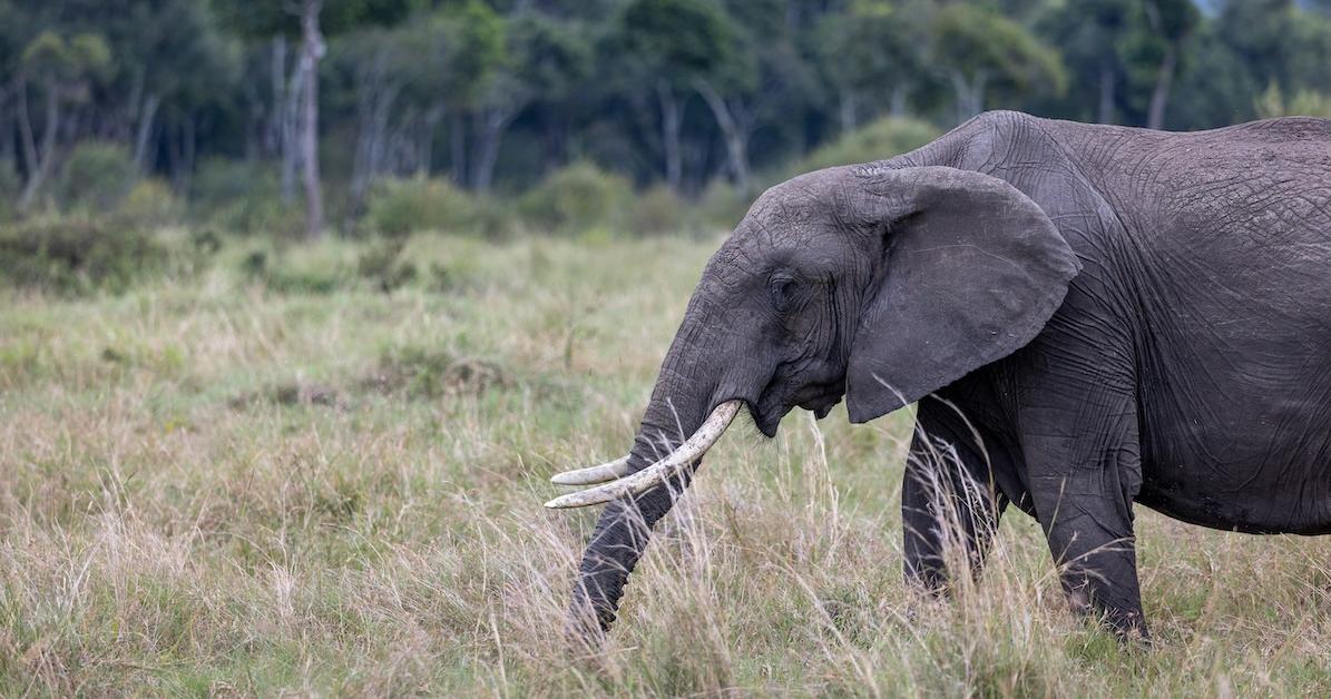 How A New Vaccine Is Changing Conservation Forever
