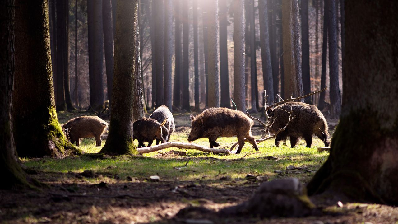 Why Is Everyone Talking About 30-50 Feral Hogs? | GQ