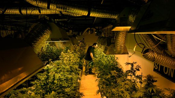 Political Scene: Drugs at Home and Abroad | The New Yorker