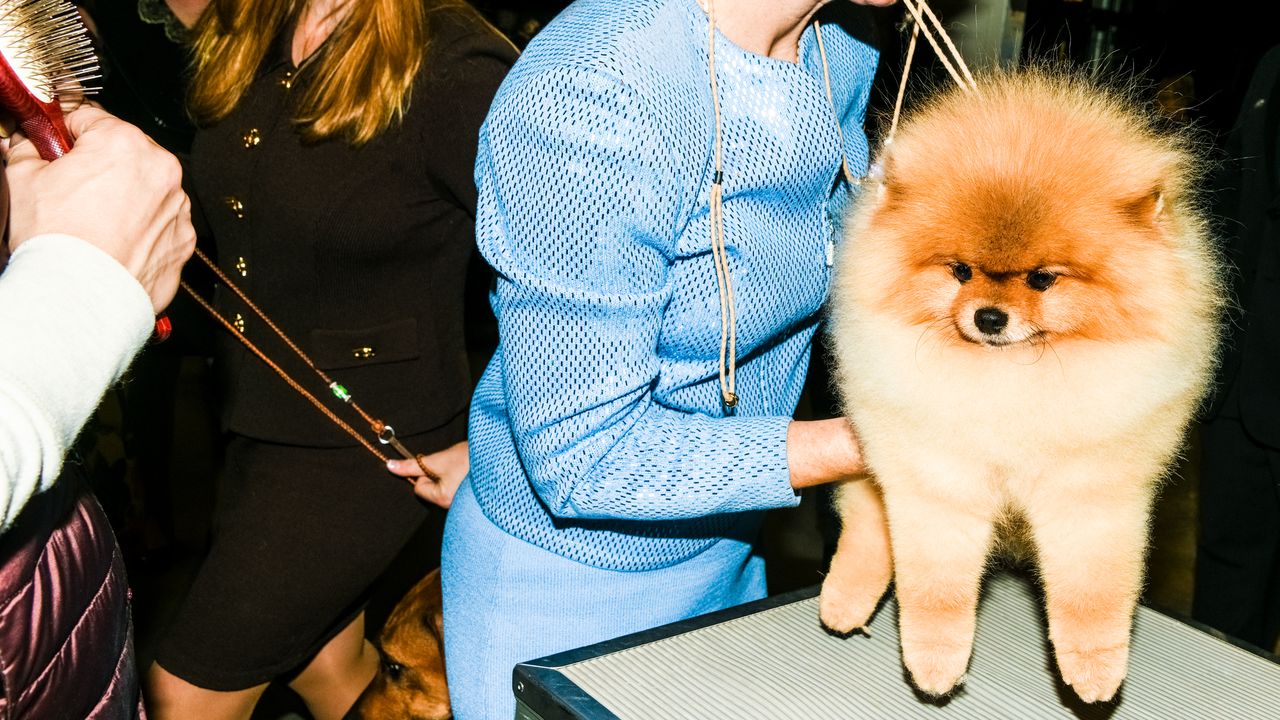 The Wacky and Wonderful World of the Westminster Dog Show | The New Yorker