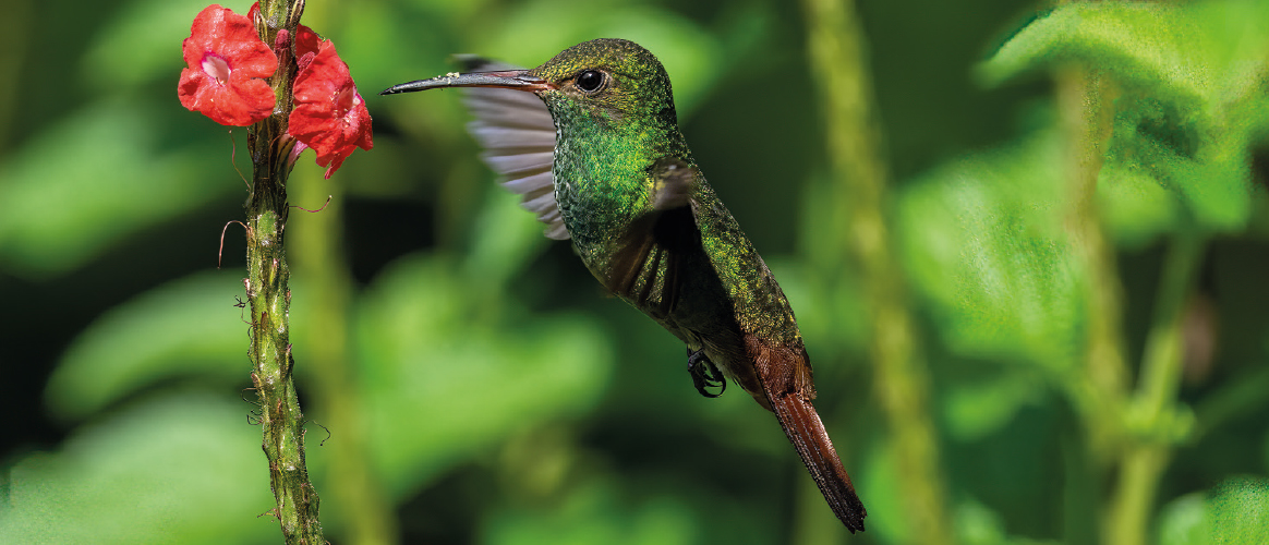 What is the future of biodiversity credit markets?