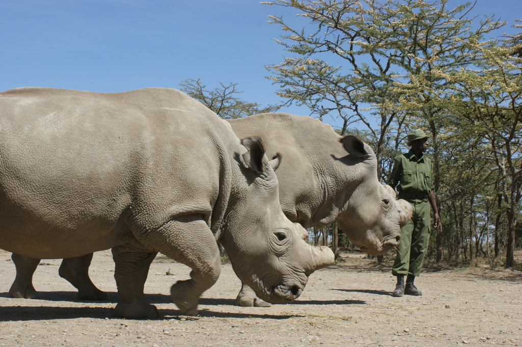 The last Northern white rhinos | Save the Rhino