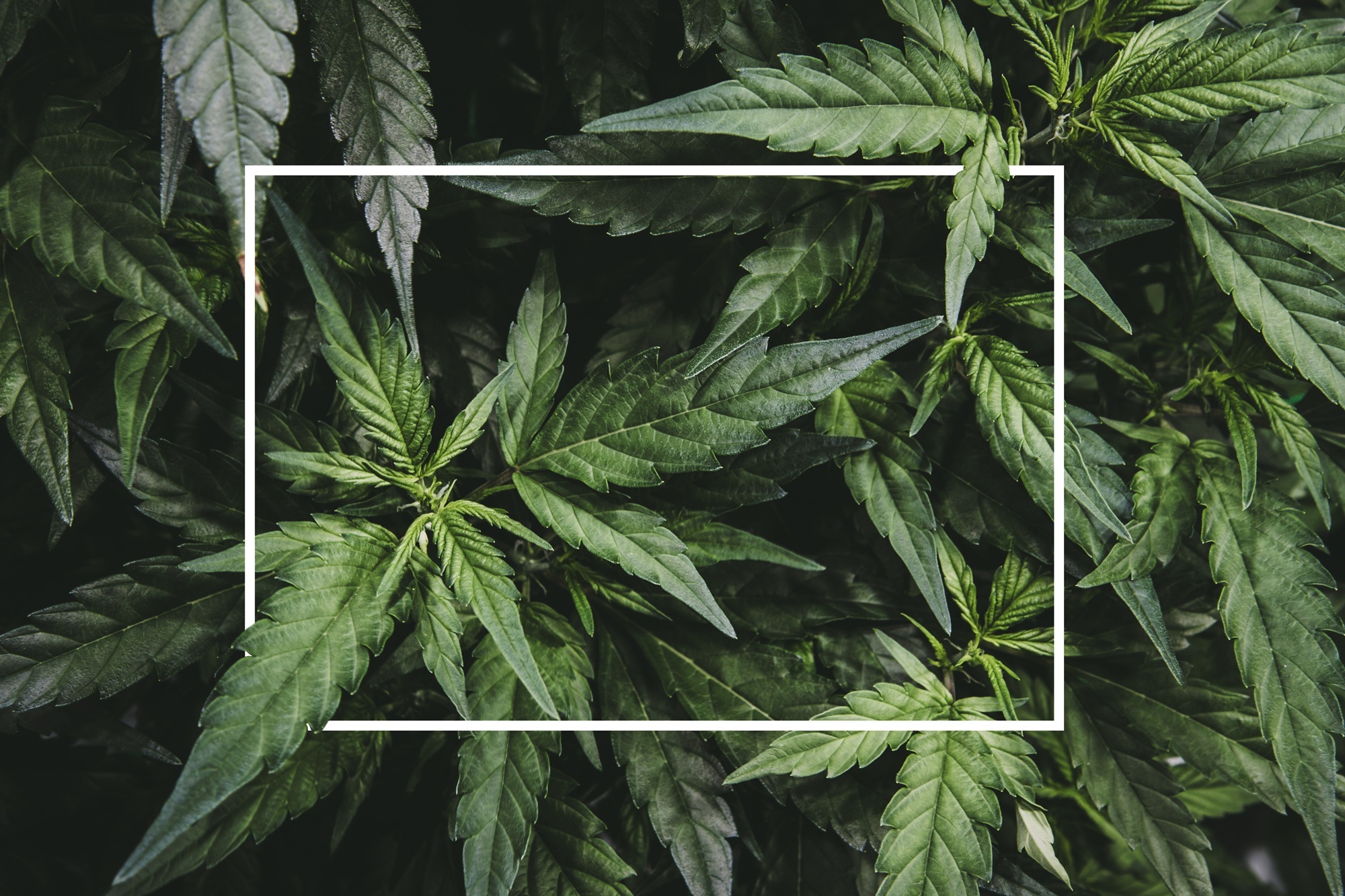 LIC’s Great Ganja Hunt Returns for 4/20 Weekend
