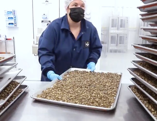 Take a Look Inside a Cricket Farm…Which Is Where Your Food Will Come From Soon – PJ Media
