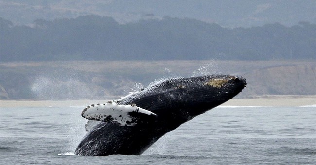 Are Whales Being Threatened by a Biden Energy Project? – PJ Media