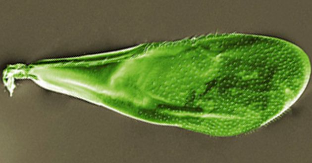 Microbes May Drive Evolution of New Animal Species | WIRED