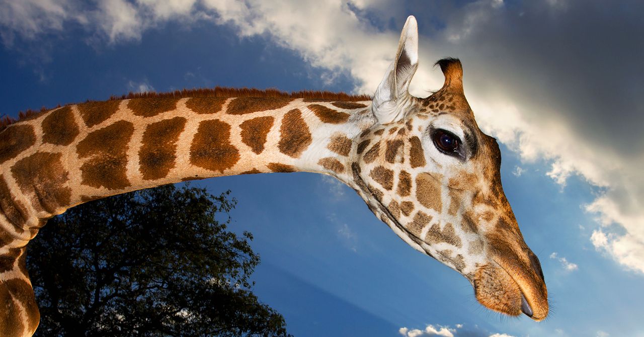 What Does the Giraffe Say? Scientists Find the Answer | WIRED