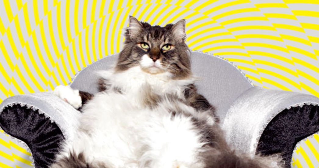 In Search of the Heart of the Online Cat-Industrial Complex | WIRED