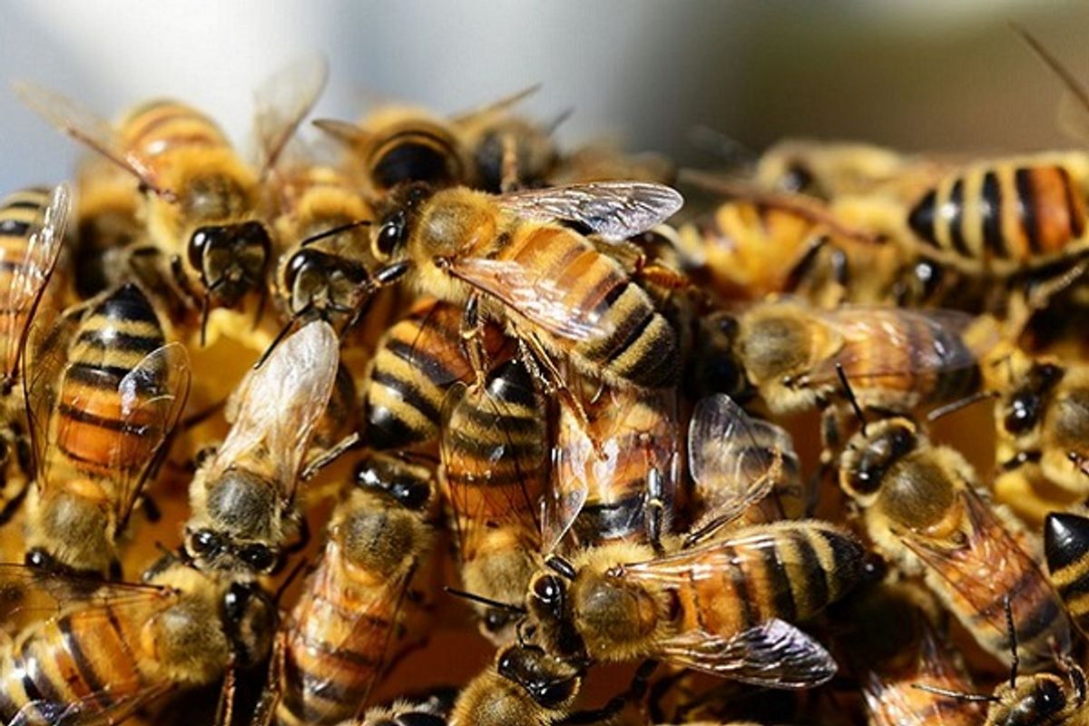 Heather Bresch Attacked by Bee Swarm After Raising EpiPen Price? | Snopes.com