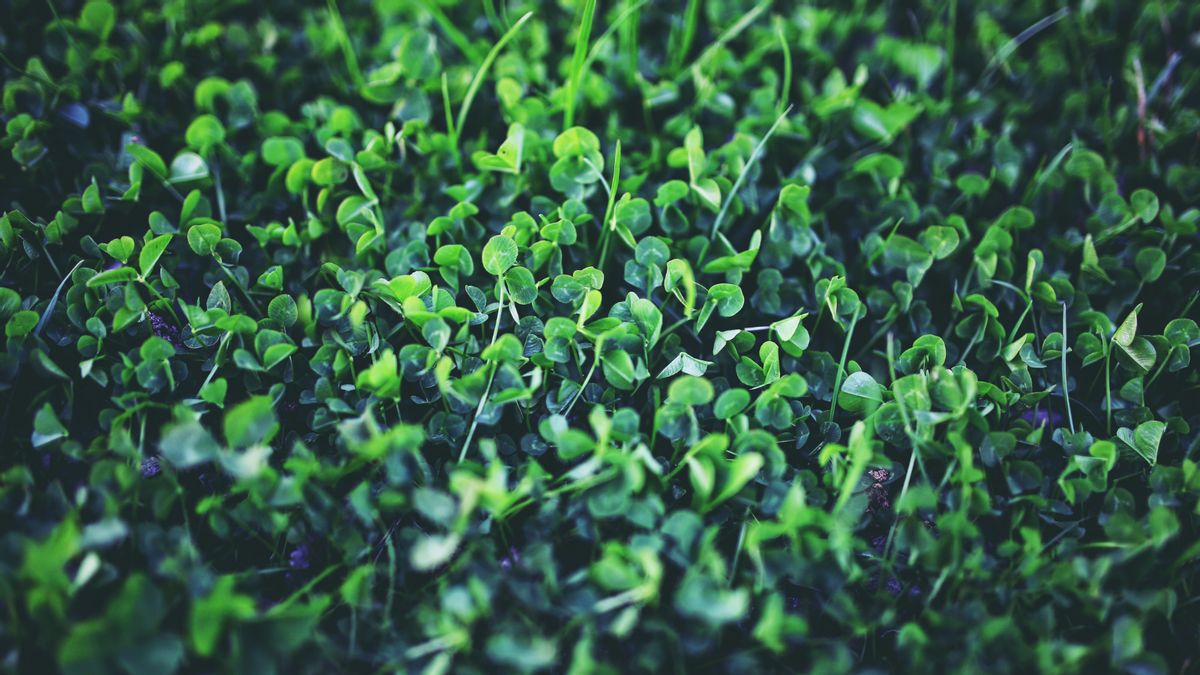 Why shamrocks are symbol for St. Patrick's Day | Snopes.com
