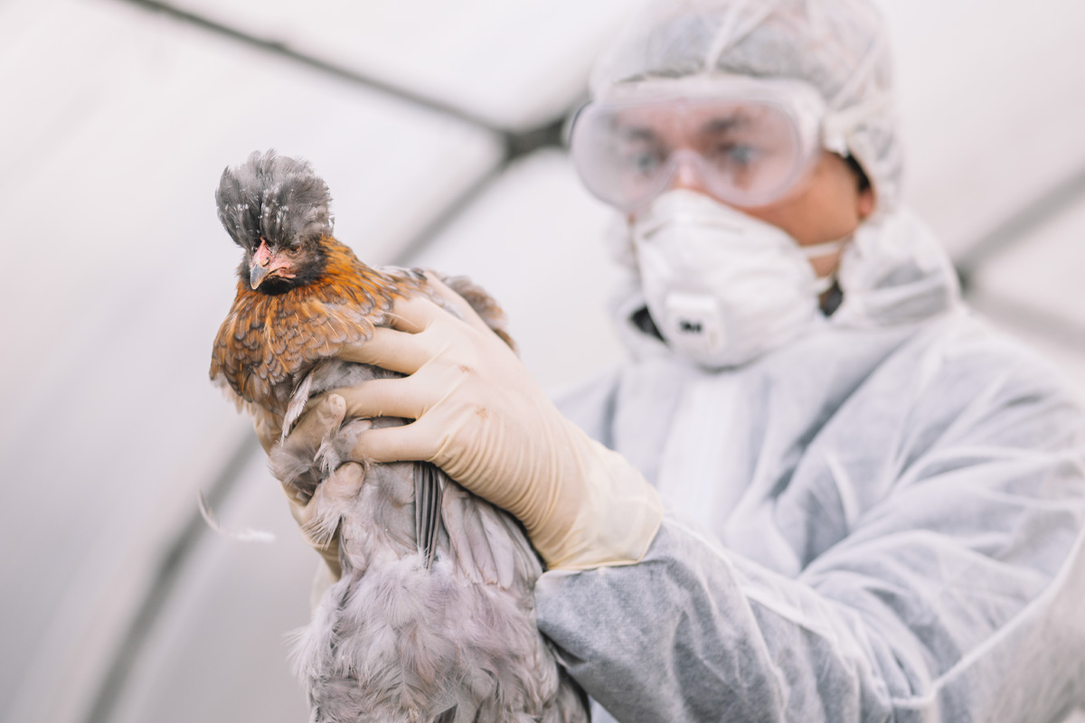 Nasal vaccine combats bird flu infection in rodents – WashU Medicine