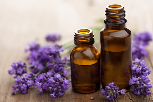 7 repelentes naturales para mosquitos - Mejor con Salud