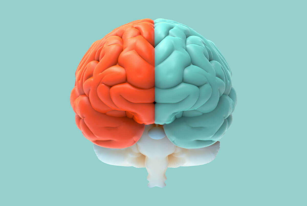 El cerebro: ¿Cuáles son las partes y funciones principales? - MCS