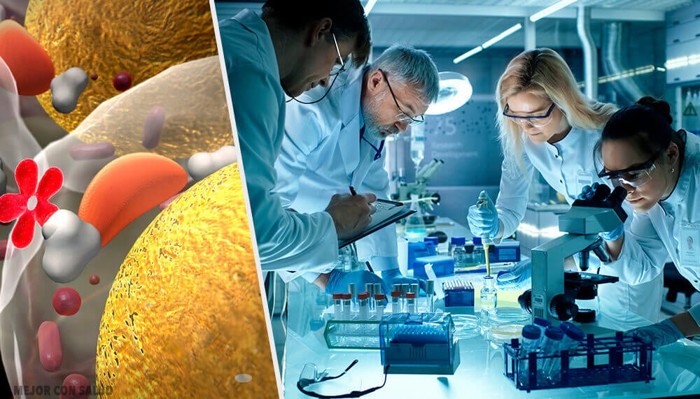 Las bacterias: potentes fábricas de insulina - Mejor con Salud