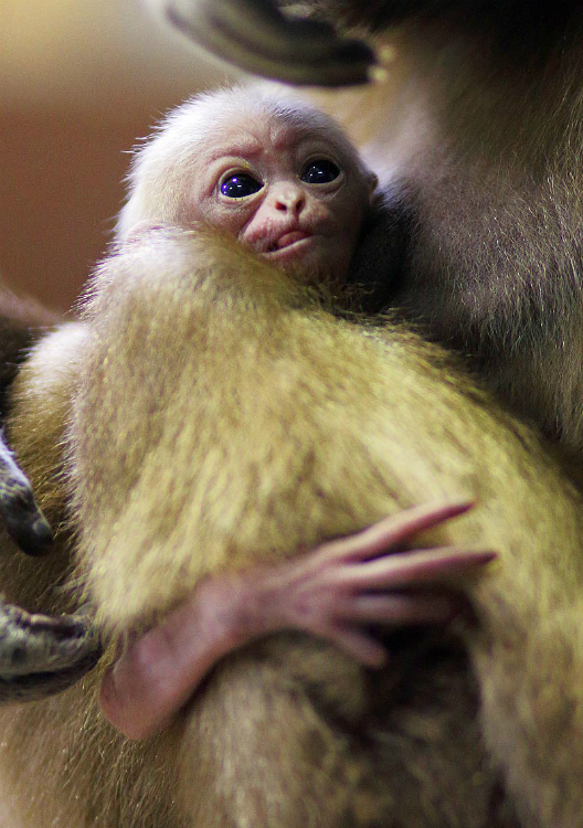 16 photos of cute newborns in Russian zoos - Russia Beyond