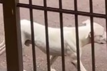 No Gama, homem de 51 anos atropela pitbull e foge; veja vídeo