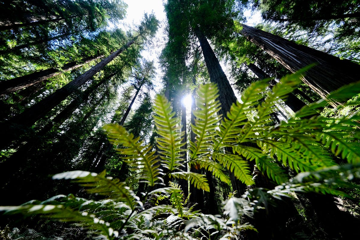 major causes of climate change | GlobalEcoGuy.org
