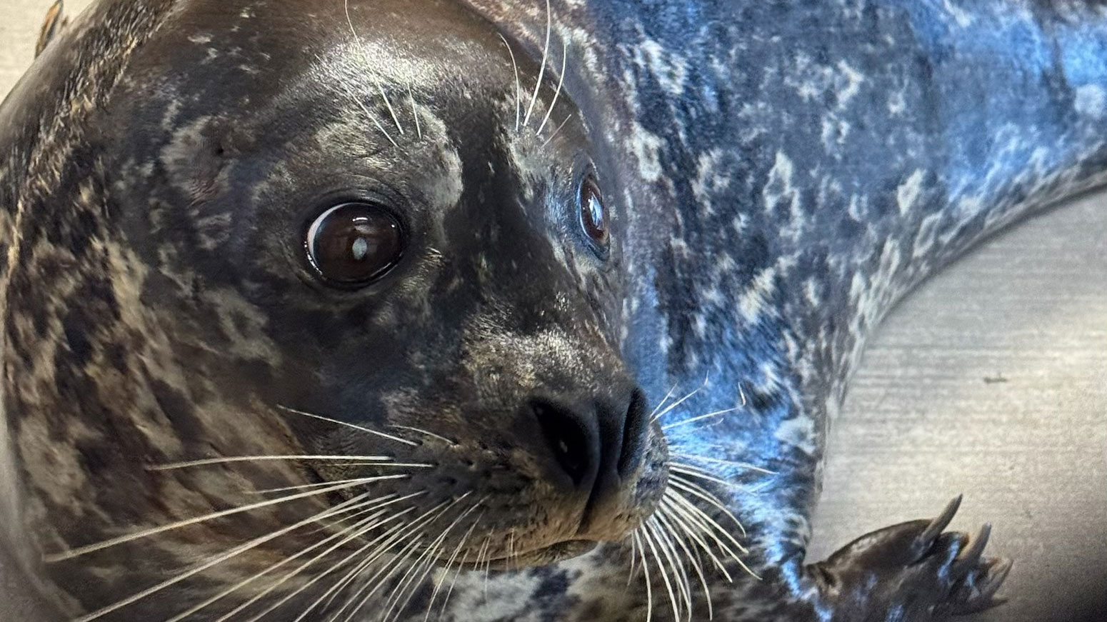 Sealed With a Kiss: Clearwater Marine Aquarium Welcomes Three Harbor Seals