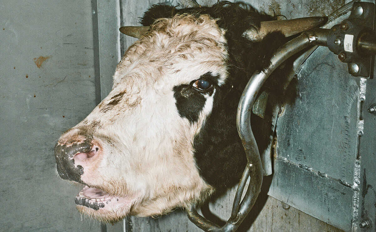 This Is What Humane Slaughter Looks Like. Is It Good Enough? - Modern Farmer