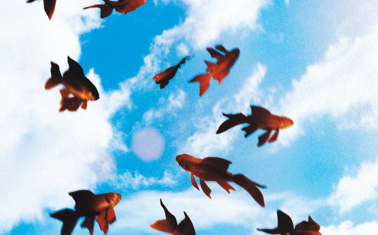 When Animals Fall from the Sky - Modern Farmer