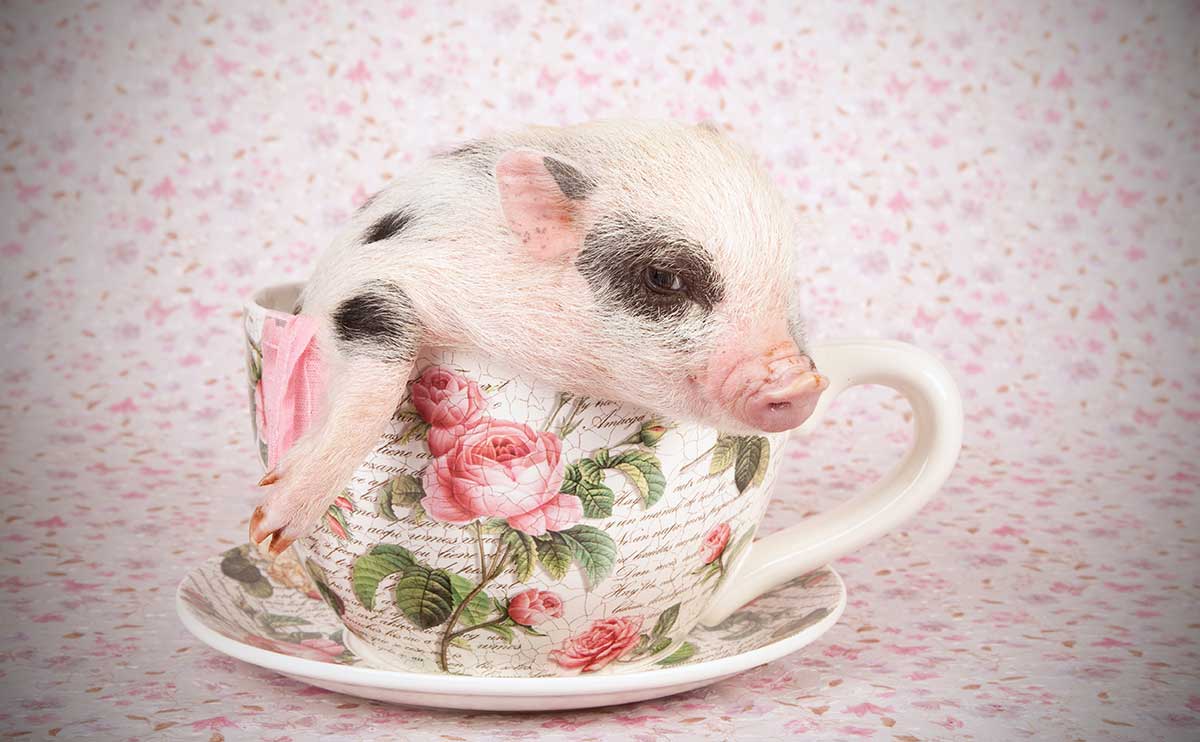 Never Buy a Teacup Pig - Modern Farmer