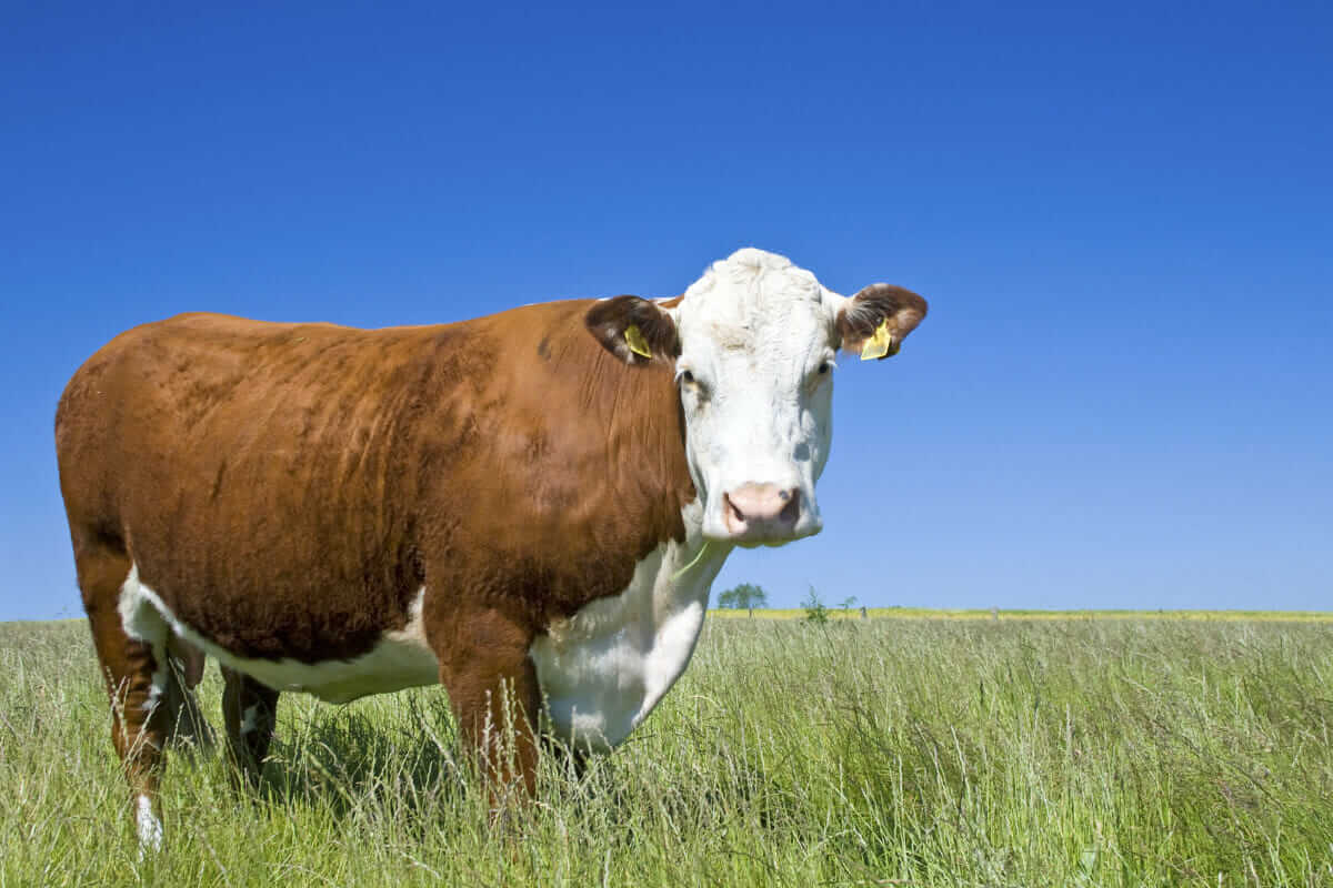 Beef Hormone Persists in Environment Longer than Expected, Study Says - Modern Farmer