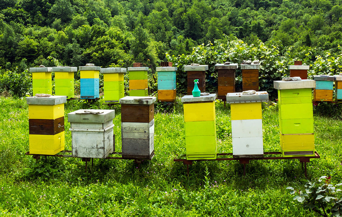 How to Build a Better Beehive - Modern Farmer