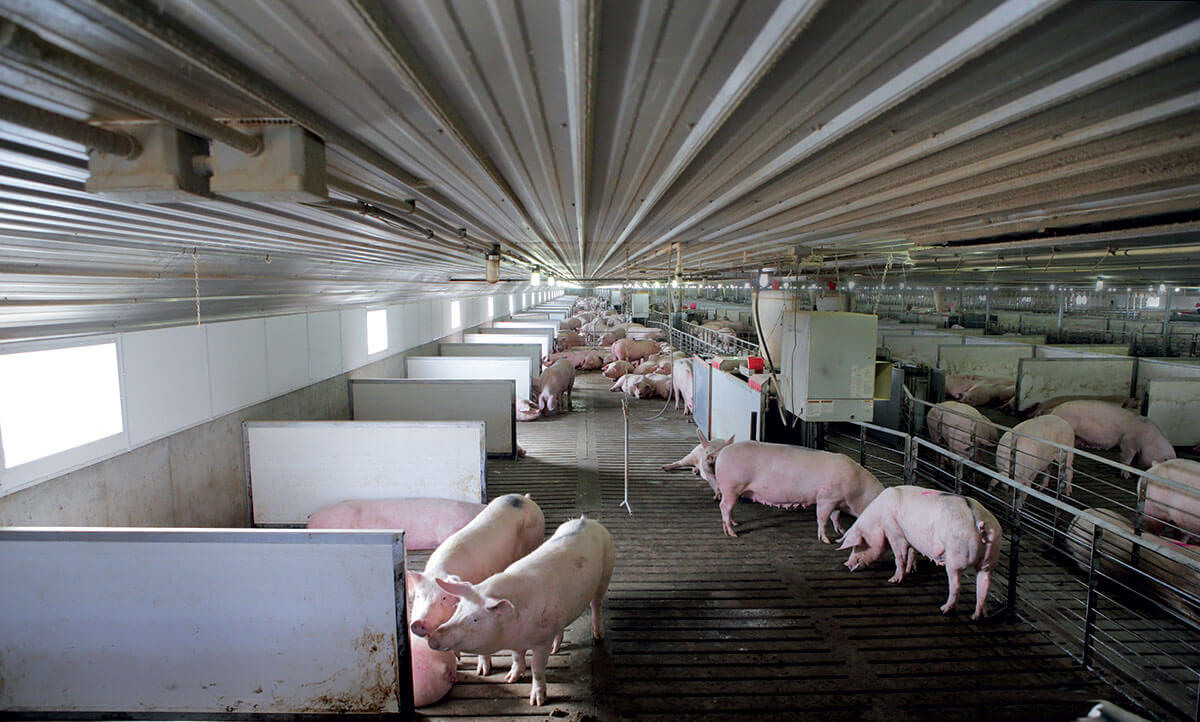 Building a Better Pigpen - Modern Farmer