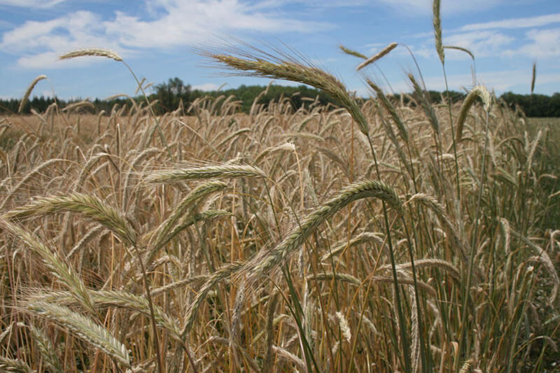 The Latest Crop in the Local Food Movement? Wheat - Modern Farmer