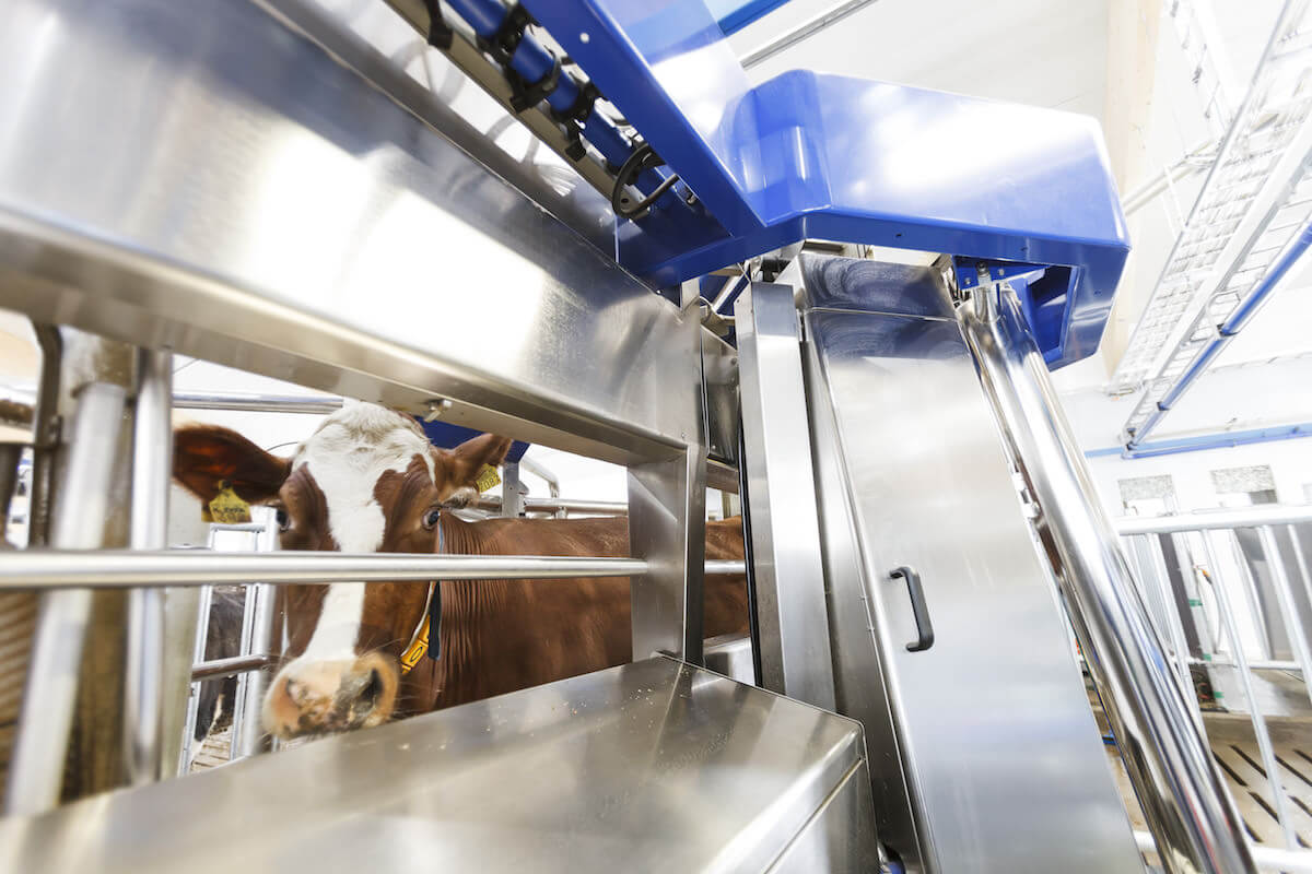 Rise of the (Cow Milking) Robots - Modern Farmer