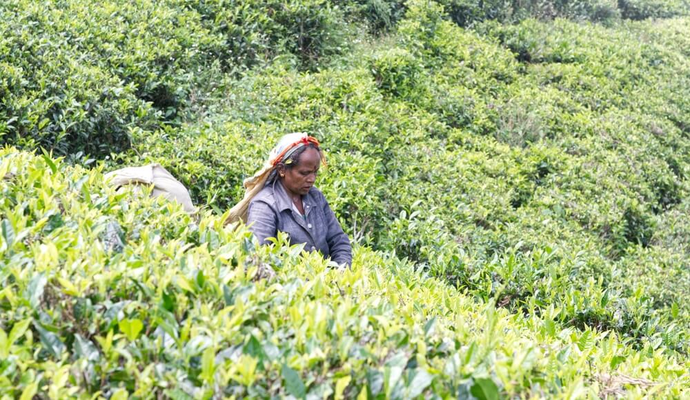 Sri Lanka’s Organic Experiment Went Very, Very Wrong - Modern Farmer
