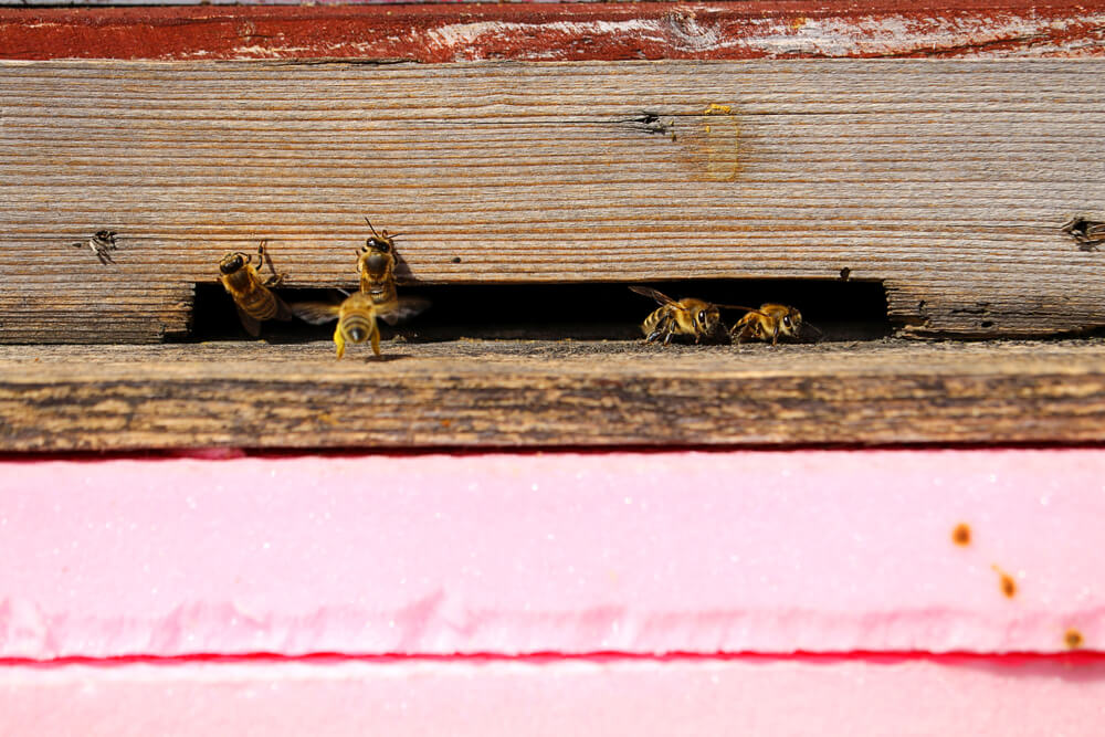 Honeybees Are Feeling the Heat - Modern Farmer