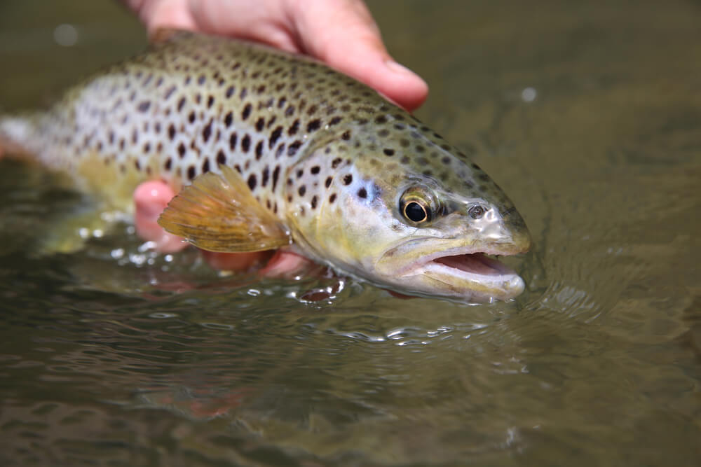 Are Invasive Species Always Bad? - Modern Farmer