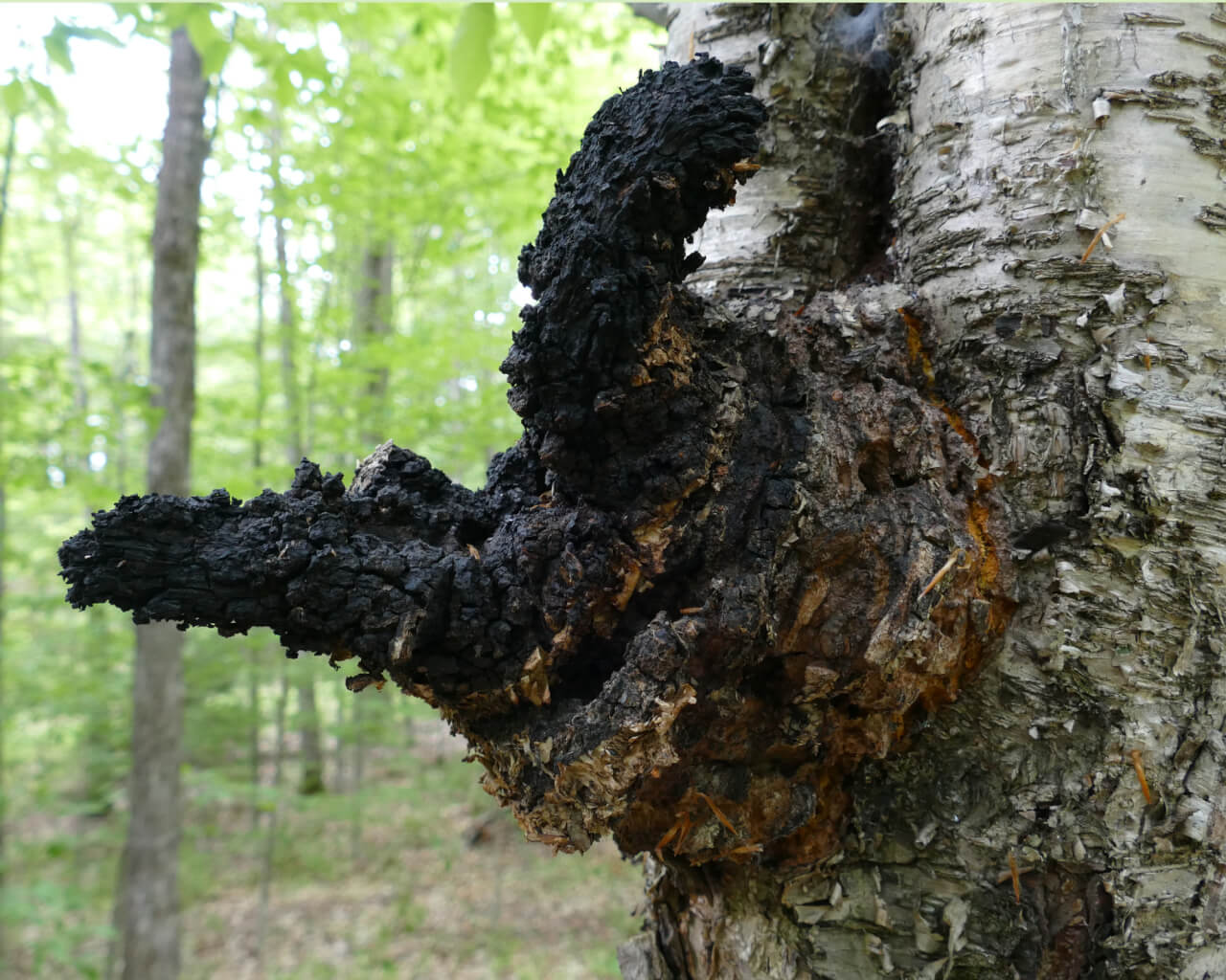 As Chaga Keeps Trending, Mycologists Worry About Running Out - Modern Farmer