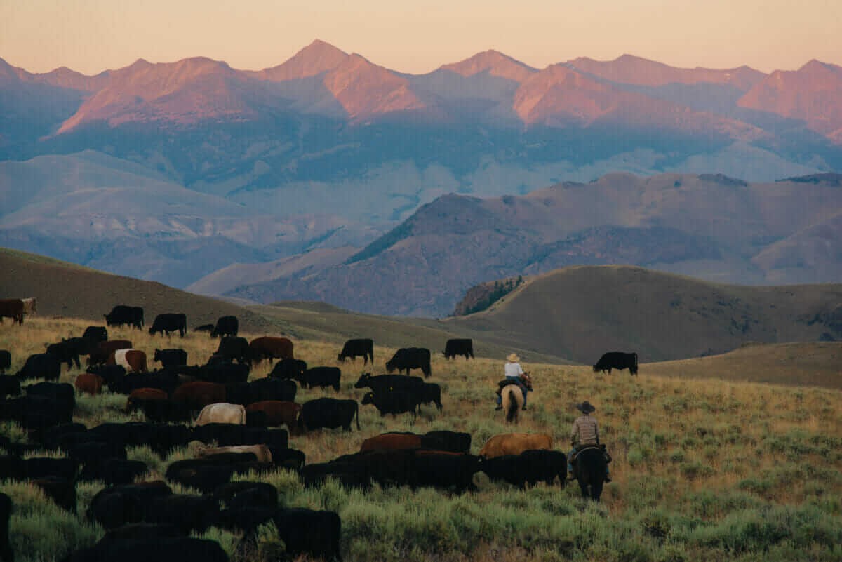 Year in Review: 5 Modern Farmer Stories to Revisit - Modern Farmer