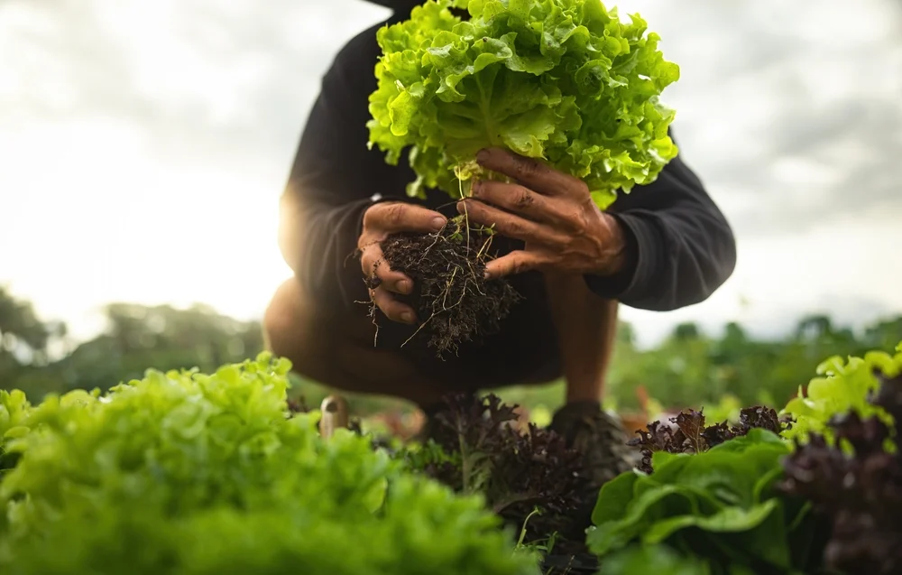 On the Ground with Organizations Uplifting BIPOC Farmers - Modern Farmer