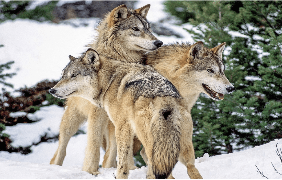 Montana Fish and Wildlife Commission moves closer to statewide wolf quota