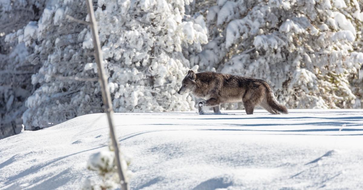 Interior Secretary Deb Haaland Speaks Up On Wolves, But Is It Enough?