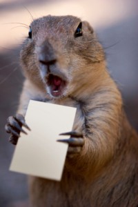 Web Intelligence is the difference between Ninja's vs Squirrels analysts