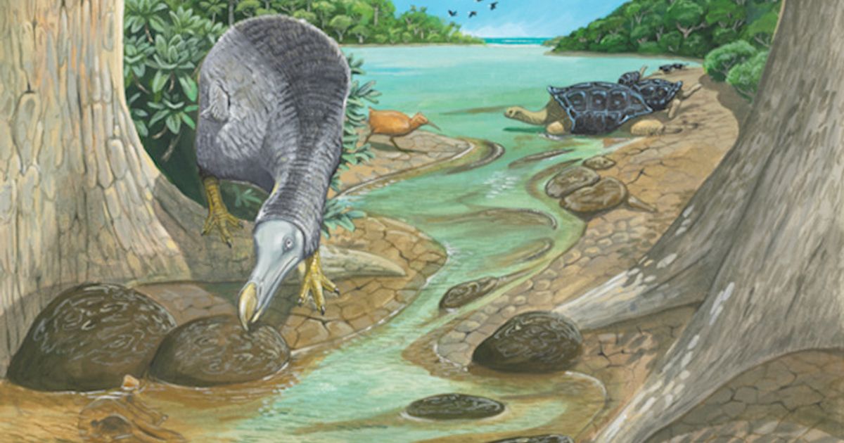 Desvelan el ciclo vital del dodo